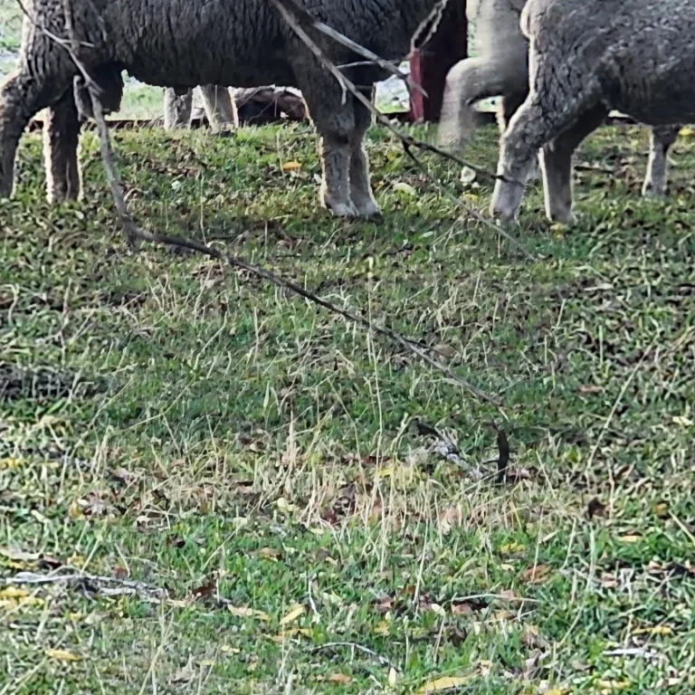 Instagram post from fundodongerardo. This post is in position 2.