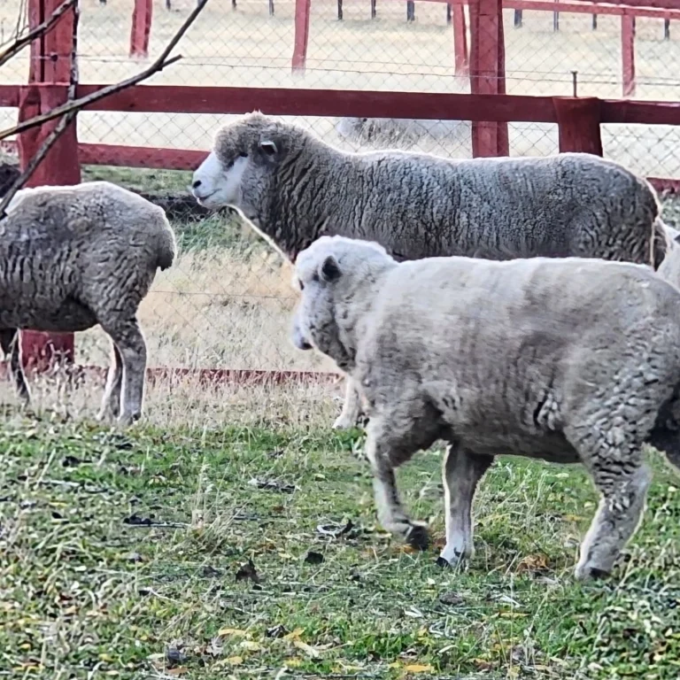 Instagram post from fundodongerardo. This post is in position 7.