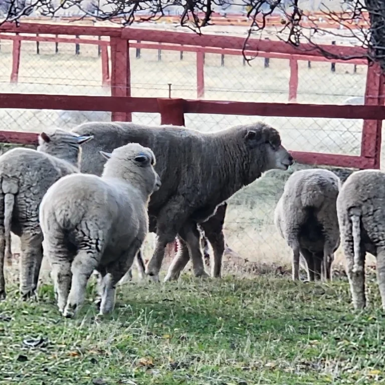 Instagram post from fundodongerardo. This post is in position 6.