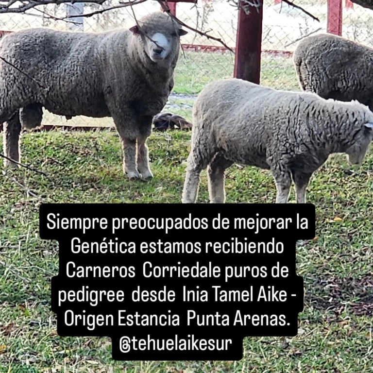 Instagram post from fundodongerardo. This post is in position 0.