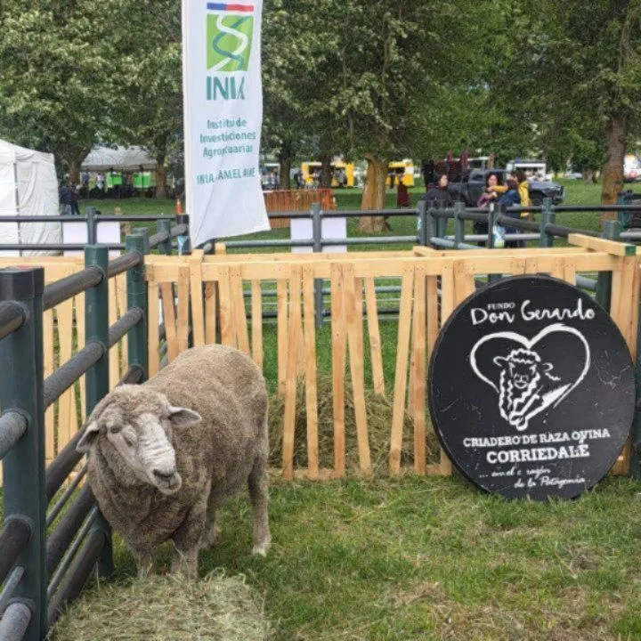 Instagram post from fundodongerardo. This post is in position 4.