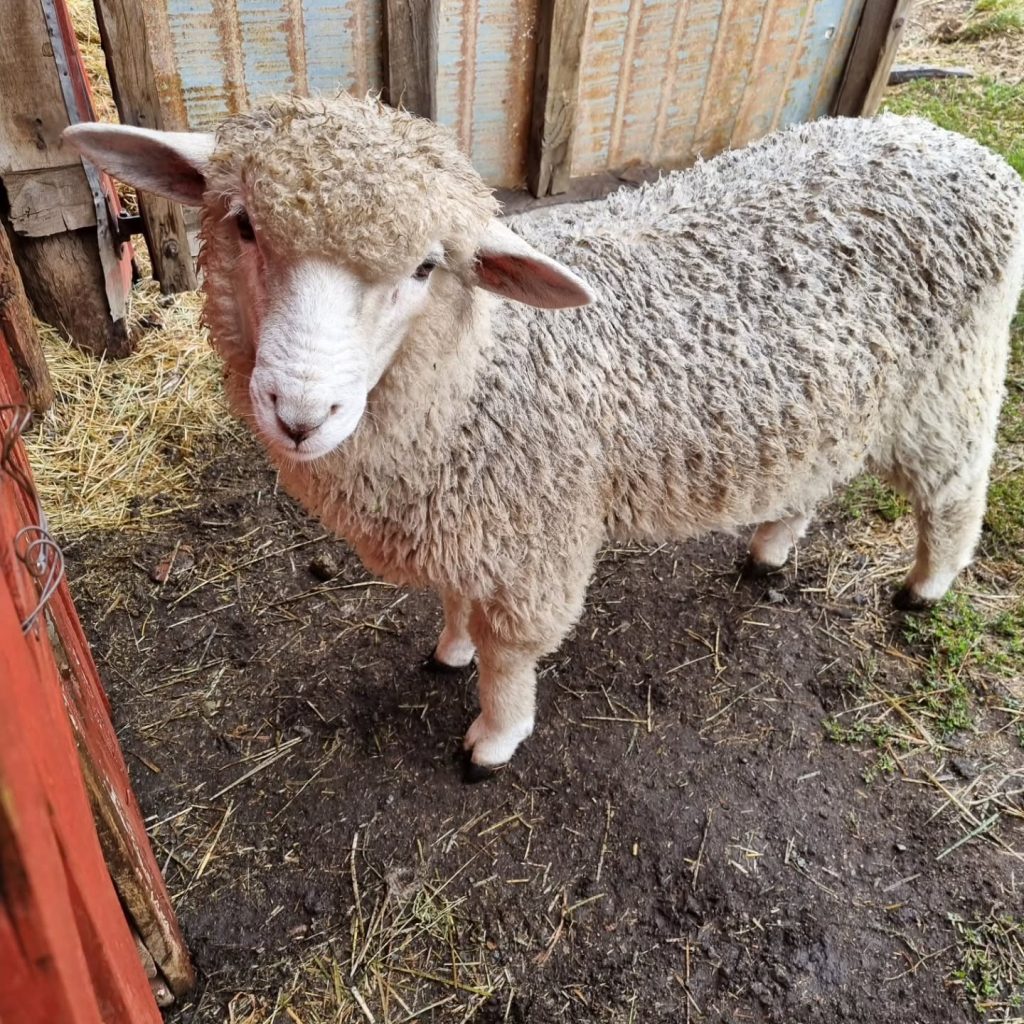 Instagram post from fundodongerardo. This post is in position 5.