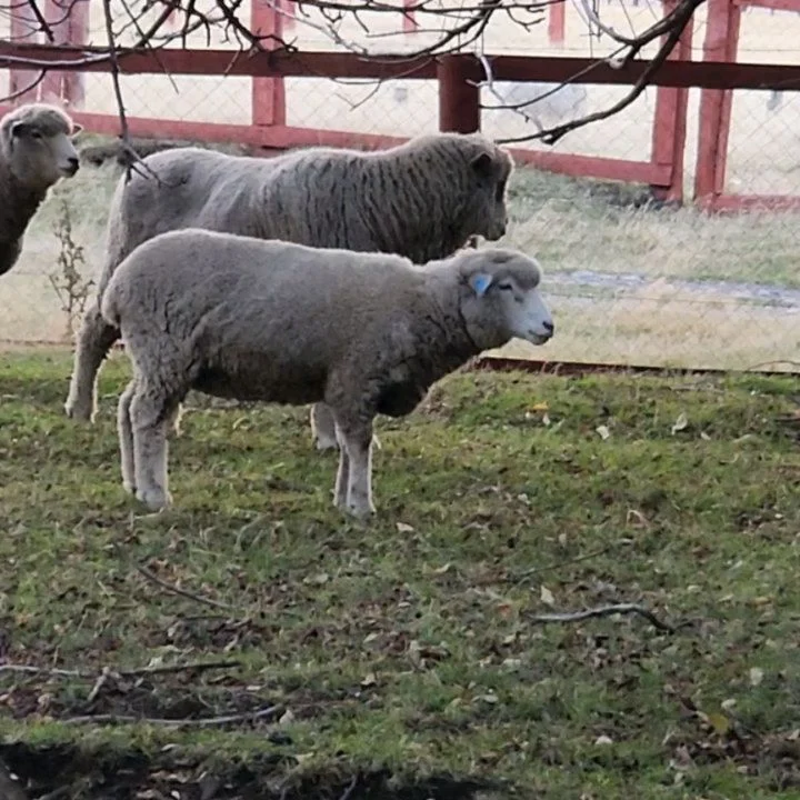 Instagram post from fundodongerardo. This post is in position 1.