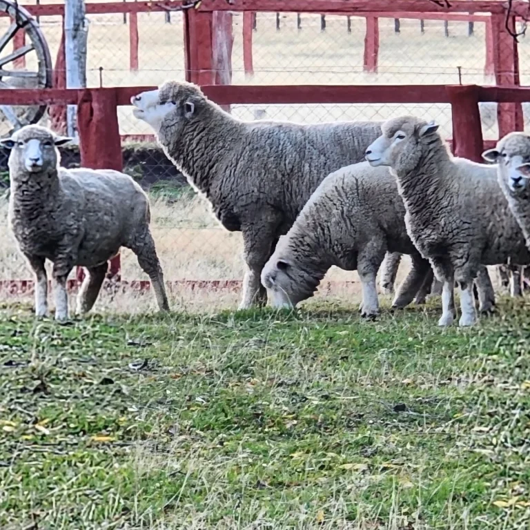 Instagram post from fundodongerardo. This post is in position 3.